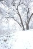 large tree with bare branches covered in heavy, wet snow in a snow-covered field